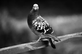 Pigeon Rock Dove Bird