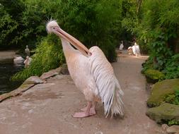 Pelikan White Pelican Ruderfüßer