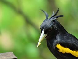 Yellow Winged Cacique Bird