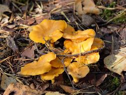 yellow forest mushrooms