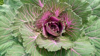 ripe cabbage is delicious