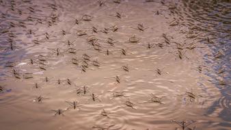 Water Strider Insect