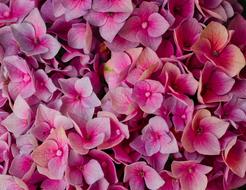 Hydrangeas Flowers Bright