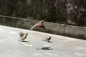 Bird Flight Sparrows