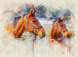 horses brown animal animal world