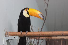 Toucan Bird Animals