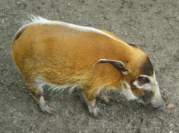 fluffy boar with ears