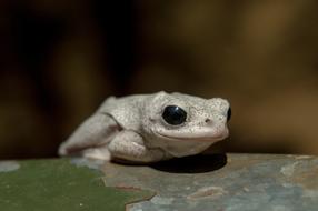Cute frog with big black eyes
