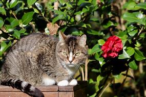 Cat Mackerel Pet Domestic