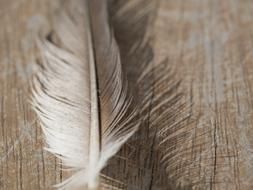 Feather Background Wood