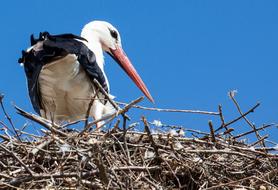 stork in a nest against a blue sky
