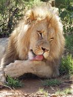 Lion Big Cat Lioness