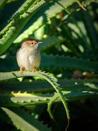 Bird Robin Warbler