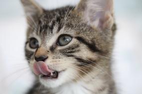 Cute Animal Cat