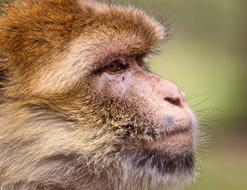 Barbary Ape Monkey Mahogany