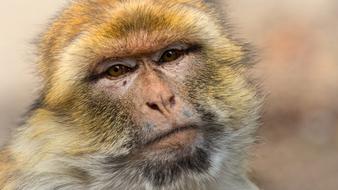 Barbary Ape Monkey Mahogany