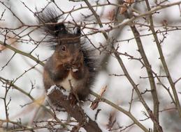 funny squirrel in a tree