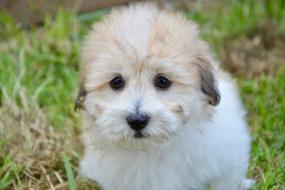 Puppy Cotton Tubera Cute