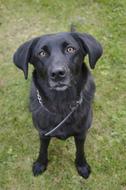 Black Dog Animal A Hybrid