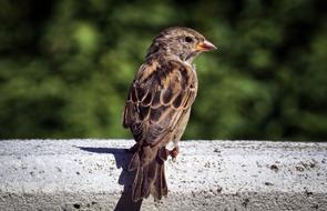 Sparrow Bird Sperling