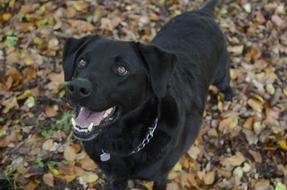 Dog Black Brown Eyes Fallen