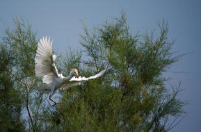 Heron Guard Beef Camargue