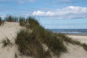 Growing grass on the sand by the sea