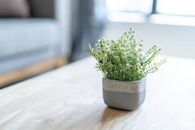 blooming flowers in a pot on the table