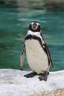 Penguin Zoo