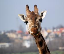 Giraffe Portrait Head