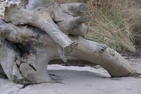 Wood Root Cliff Beach Steep slope
