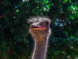 Close up of an ostrich head