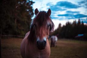 Horse Hucul Animal