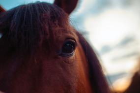 Horse Hucul Animal