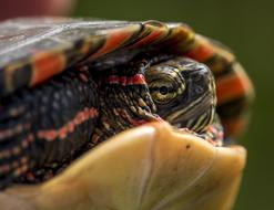 turtle hiding its head in its shell