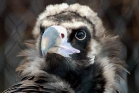 Vulture Black Aegypius monachus