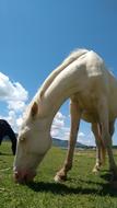 Horse Animal Nature