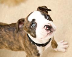 Small Dog Looking Up Cute