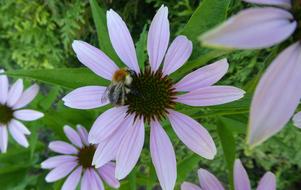 Coneflower Hummel Insect