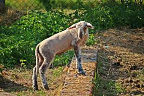 Sheep Lamb Wool