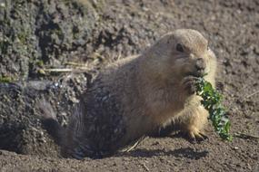 Groundhog Prairiedog Zoo
