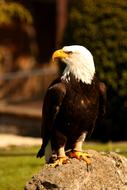 Adler Eagle Raptor