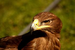 Adler Eagle Raptor