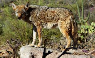 Coyote Animal Nature