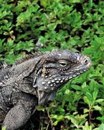 Iguana Lizard Dragon