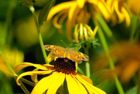 Butterfly On A Black-Eyed Susan