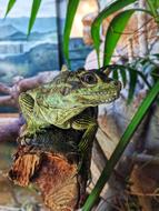 Lizard Green Reptile