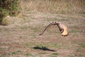 Raptors Falcon Bird