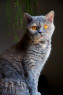 Cat Elegant Sitting