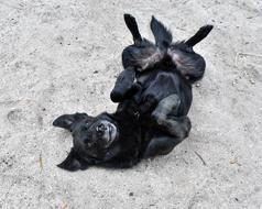 Dog Play Animal